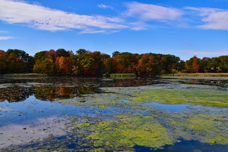 a view of the lake near some trees