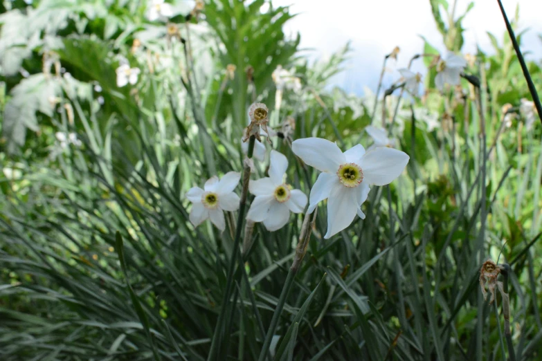 several white flowers with green stems and leafy nches