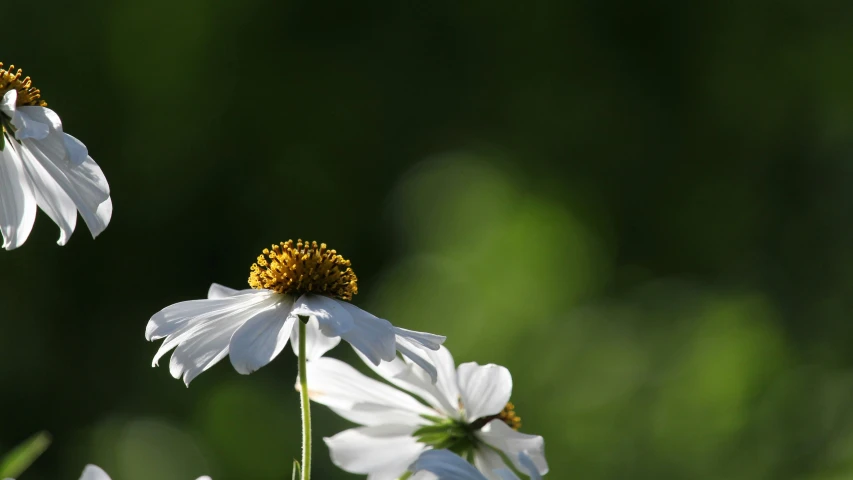 three white daisies in full bloom, against a green background