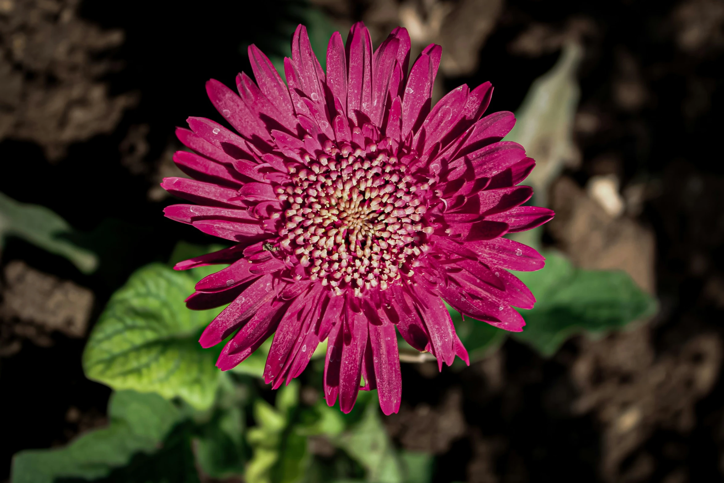 red flower with large petals in dirt area