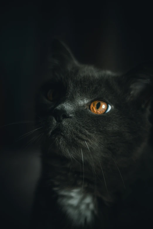 close up of a cat with orange eyes looking up