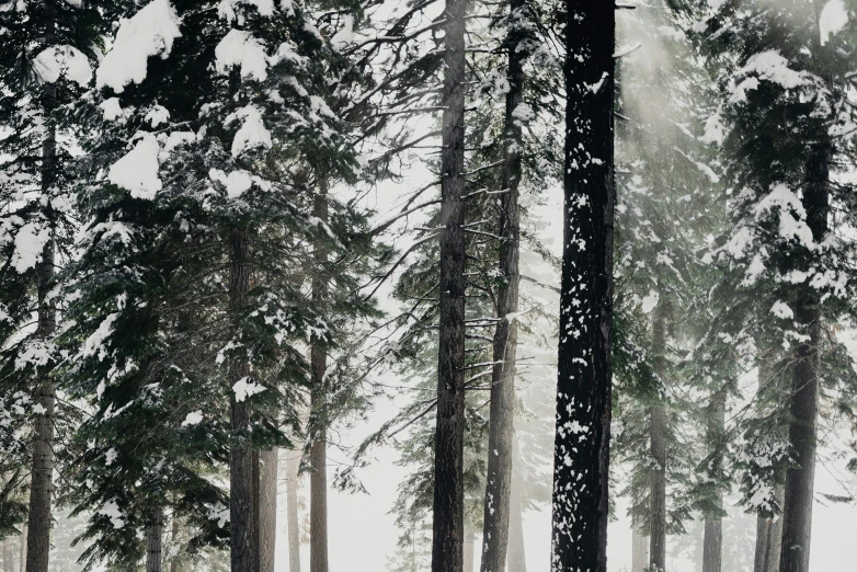 there are many snow covered trees in the field