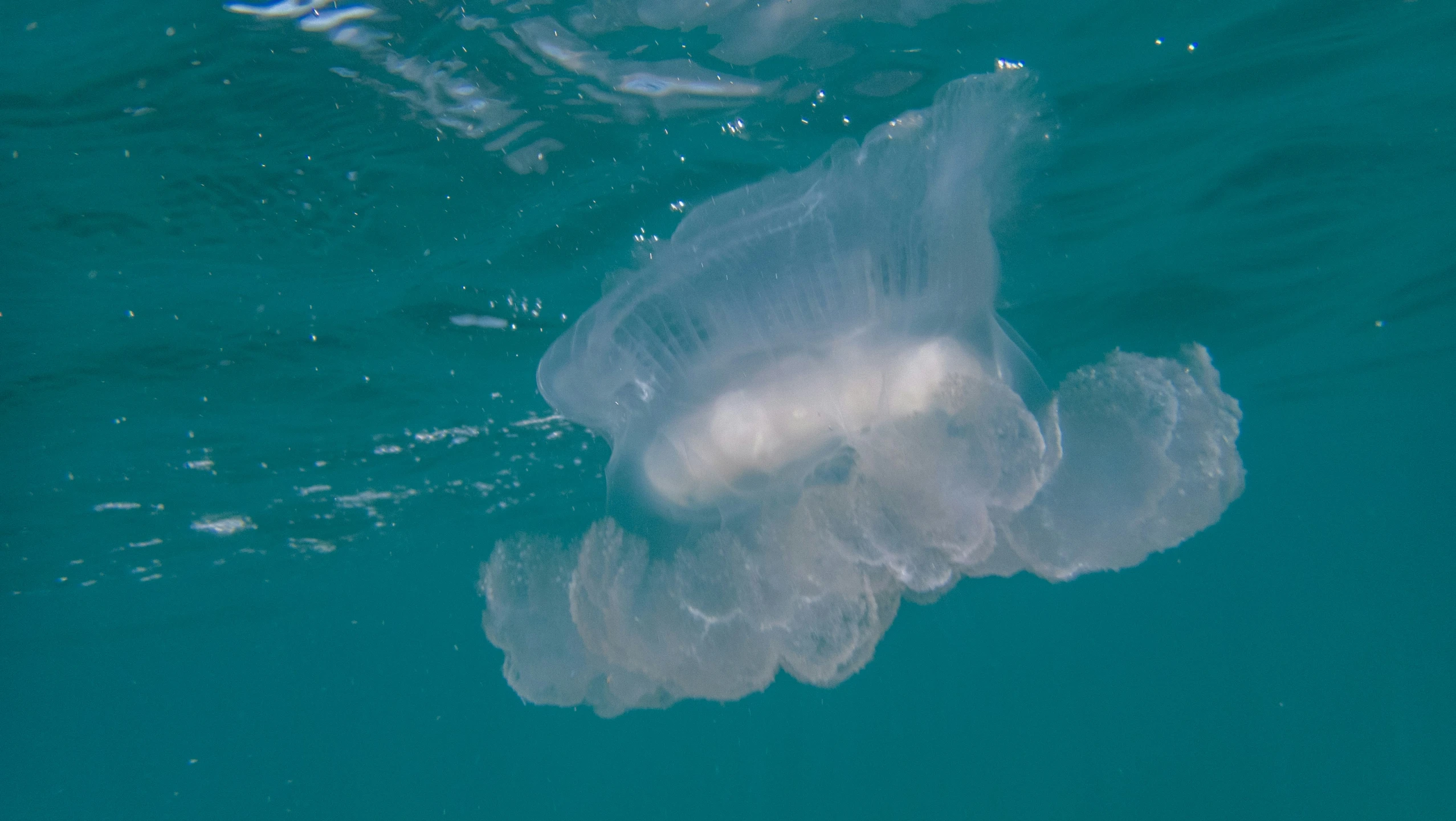 the jelly is swimming by itself and alone