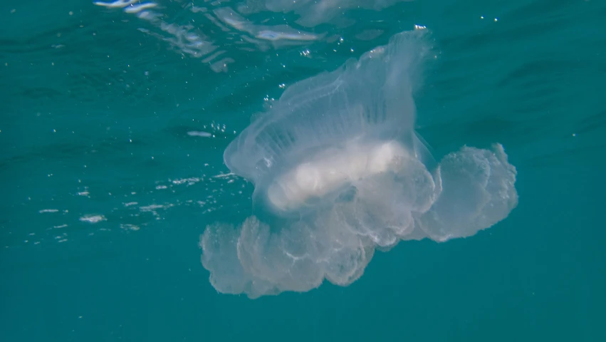 the jelly is swimming by itself and alone