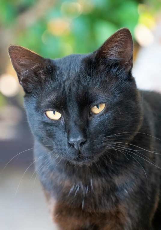 a black cat is staring at the camera