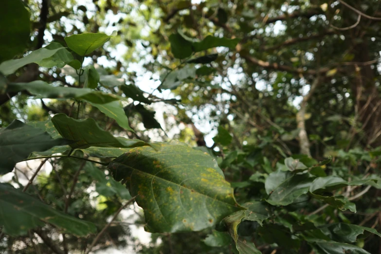 leaves with green on them are growing in a forest