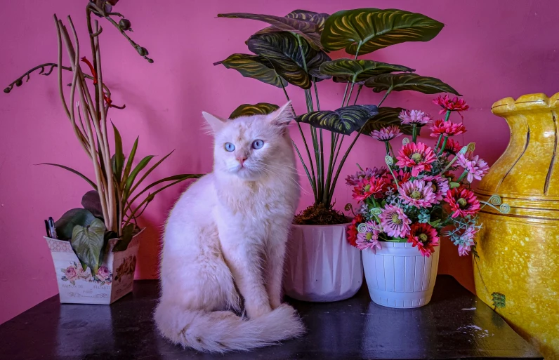 a cat sits on a table by some plants