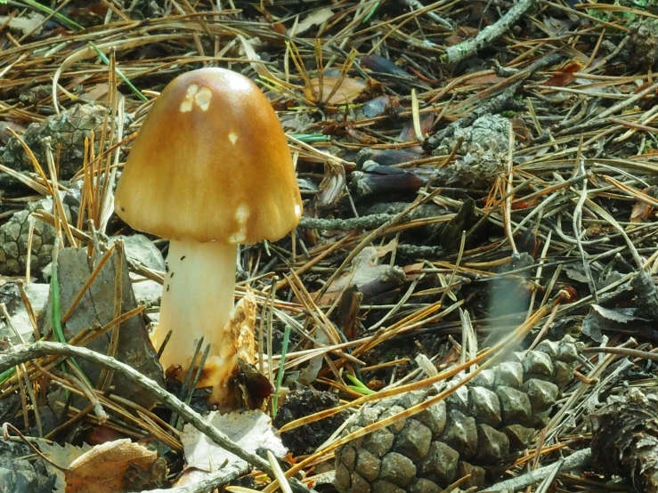 a white and yellow mushroom sitting in grass next to pine cones