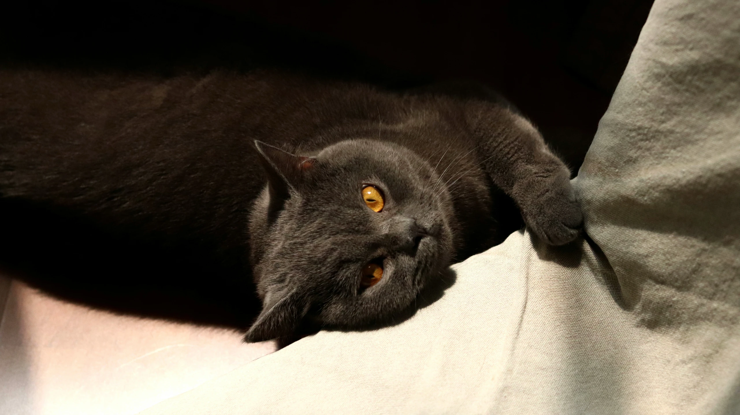 a black cat laying on top of white sheets