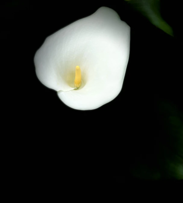 a white flower with green leaves and a black background