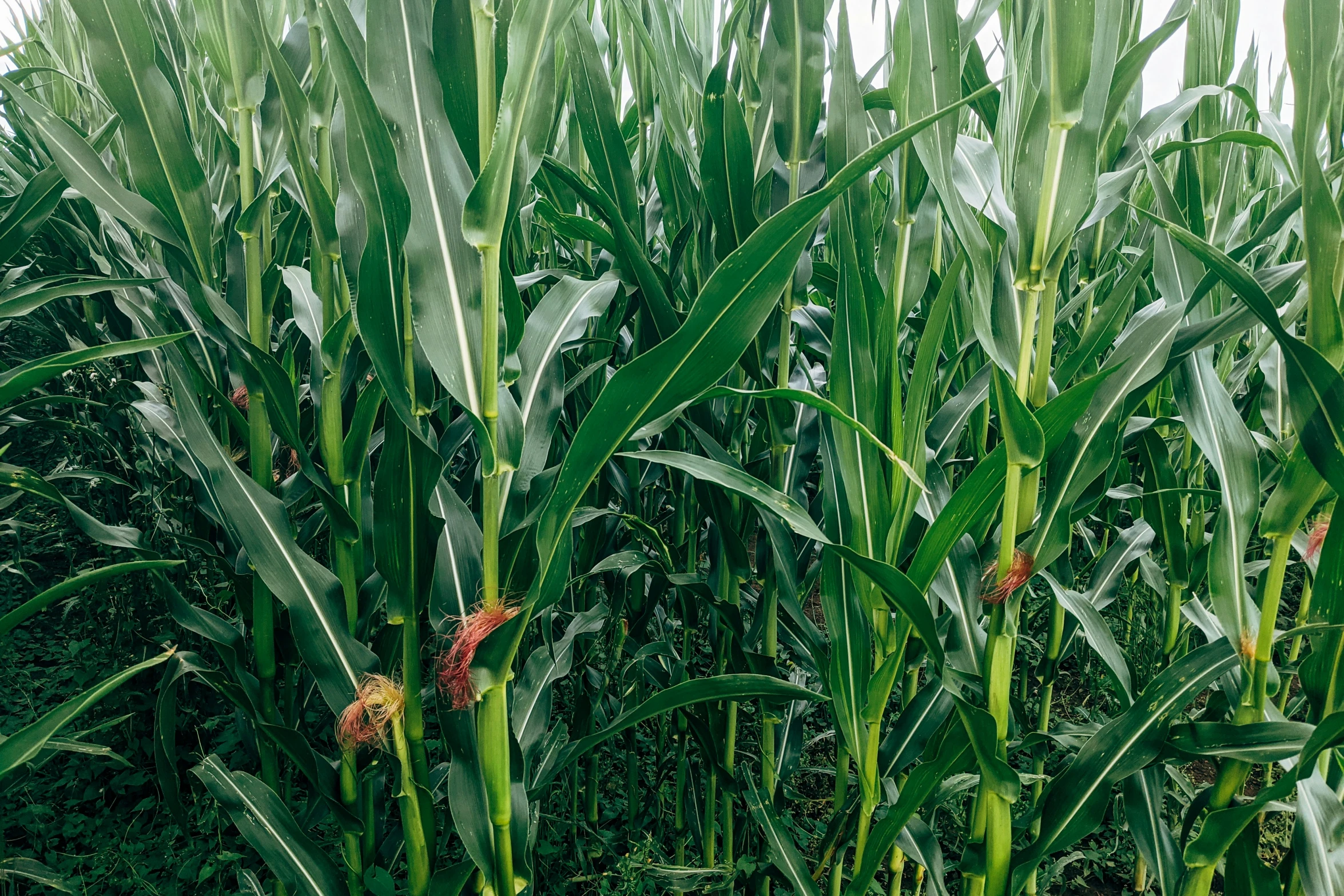 the view of a cornfield from an airplane window