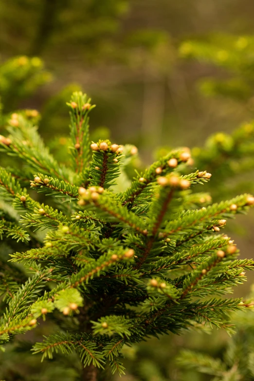 some pine tree leaves and brown buds on the nches