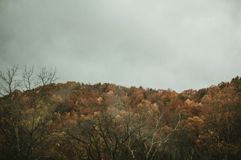 a tree line against a cloudy blue sky