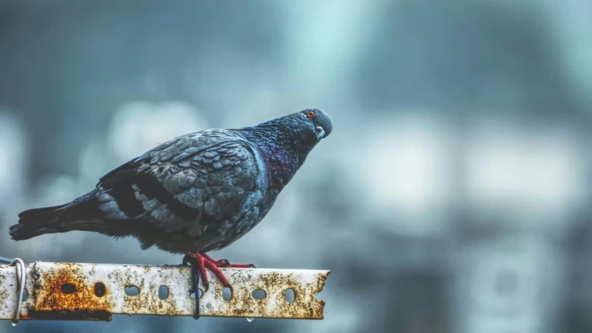 a pigeon perched on top of a rusted bar