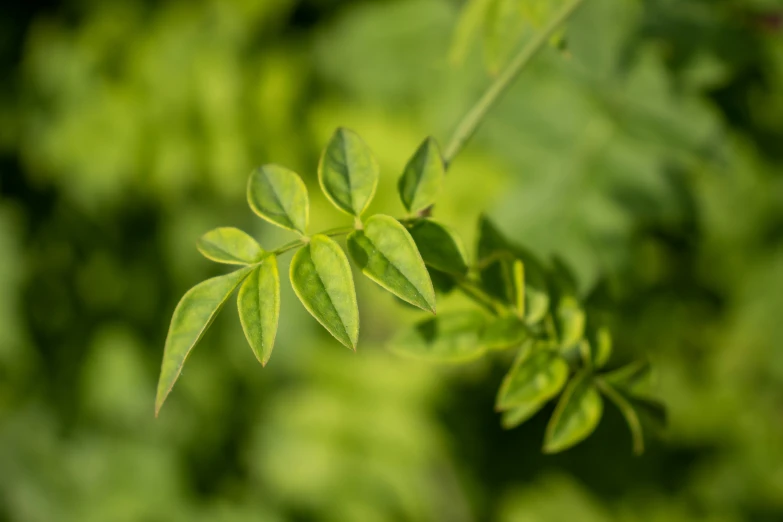 a leafy plant with leaves in it's center