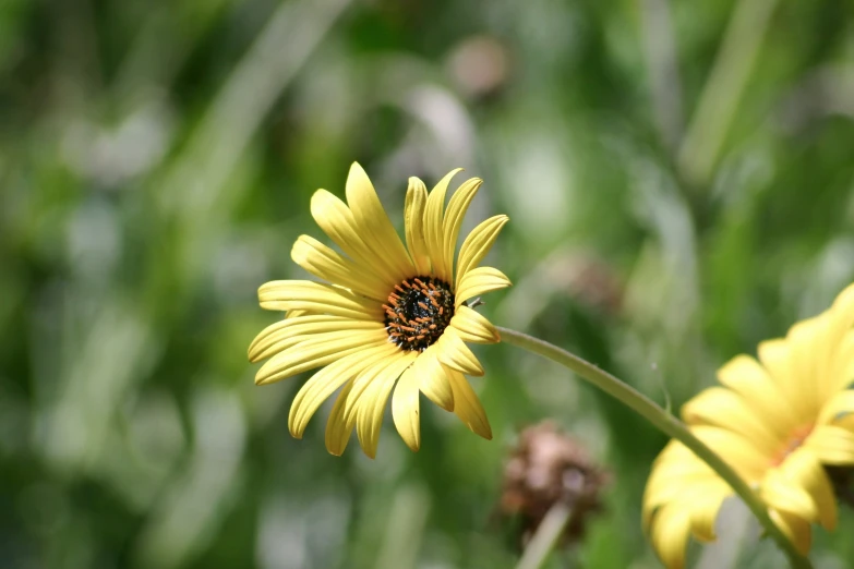 a flower with a bug on it with grass in the background