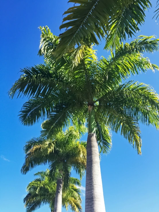 two large palm trees near the water
