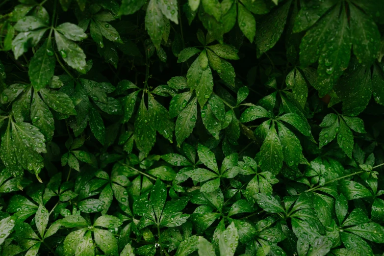 some green leaves that are in the sun