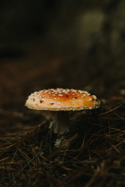 a small mushroom is growing in the grass