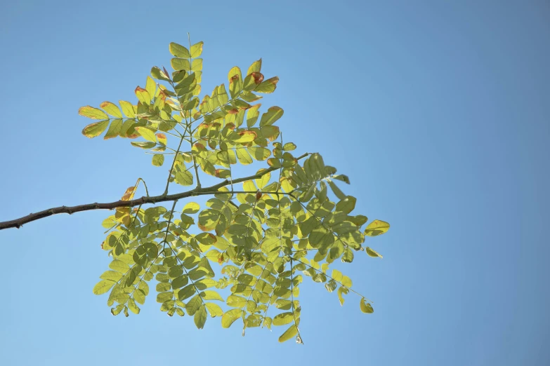 leaves hang from a tree nch against a blue sky