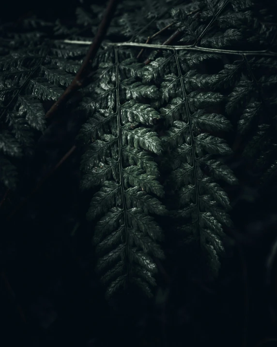 dark leaves and nches in the dark with a single light