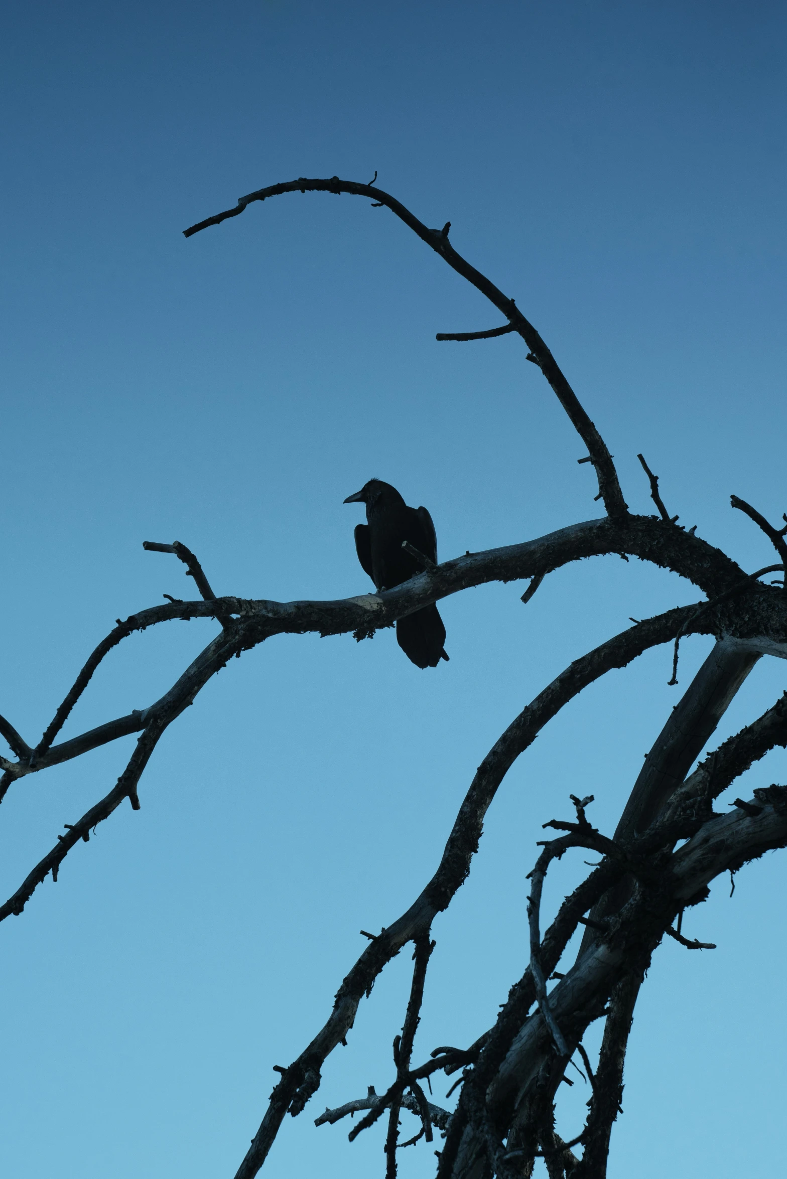 a bird is sitting on the limb of a tree