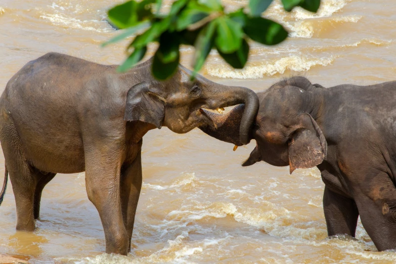 two elephants face each other in the water