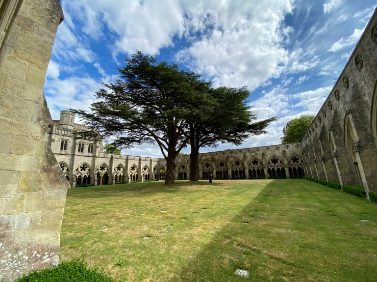 large tree sitting in a yard surrounded by other buildings