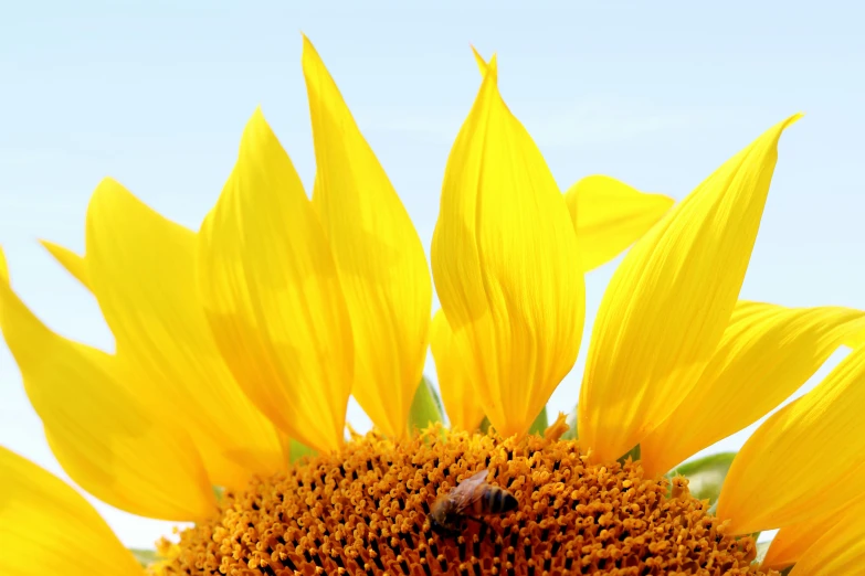 bee and yellow sunflower close up with sky background