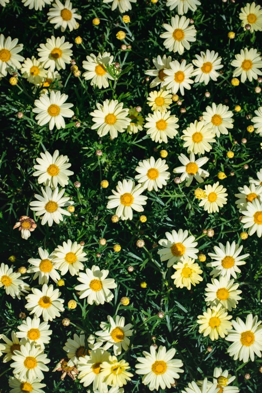 a group of white daisies with one yellow flower