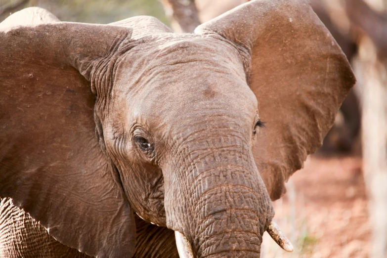 an elephant with an extended tusk is shown