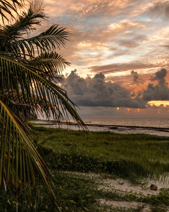 a sandy beach with tall palm trees during a sunset