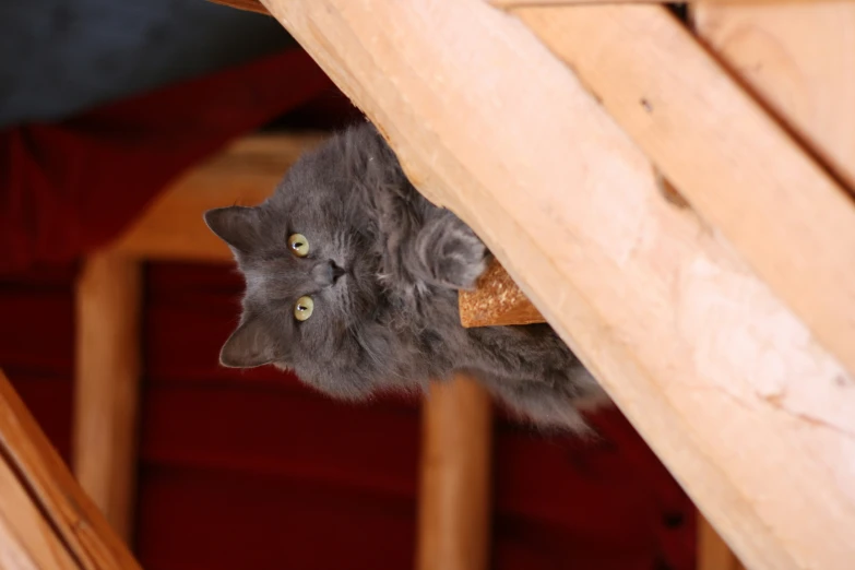 a gray cat staring at the camera with wood beams and a red blanket behind it