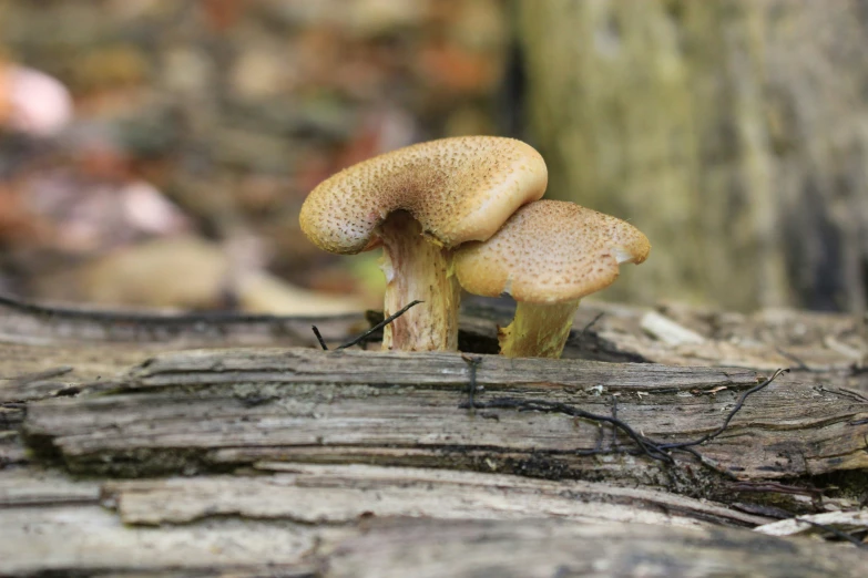 there are two mushrooms growing on the wood