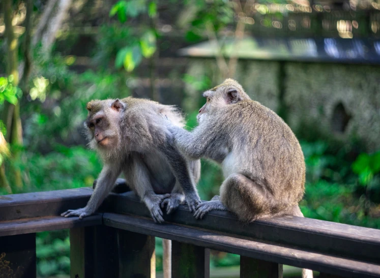 two monkeys sitting on the rail of a wooden fence