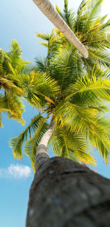 the top of two palm trees and a blue sky