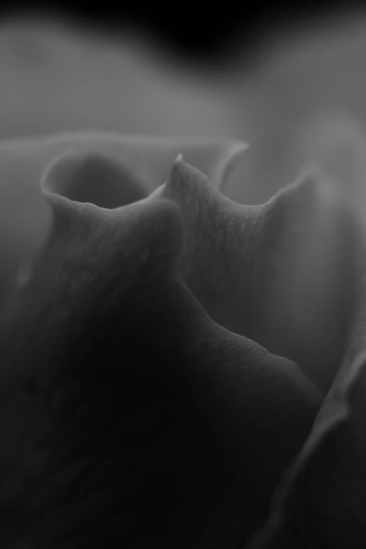 black and white pograph of the bottom part of a rose