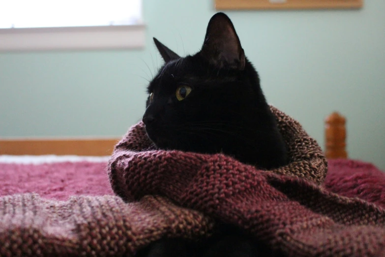 a black cat with it's head resting on a blanket