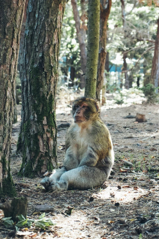 a monkey sitting in the forest next to trees