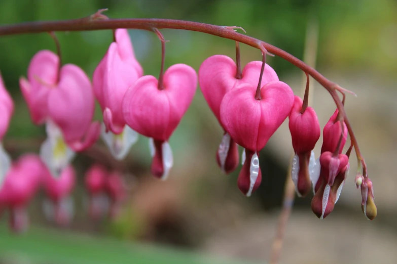 a plant with pink hearts on it sitting outside