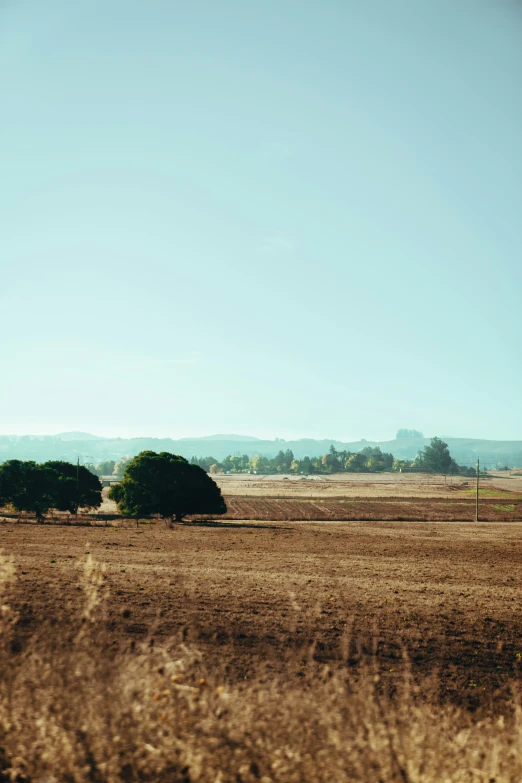 two trees sitting in a field with no grass on it