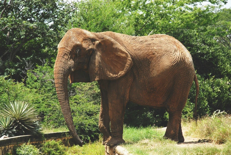 an elephant is standing in the woods and has its head on top of another