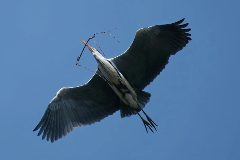 a white bird with its beak outstretched and a twig in its mouth