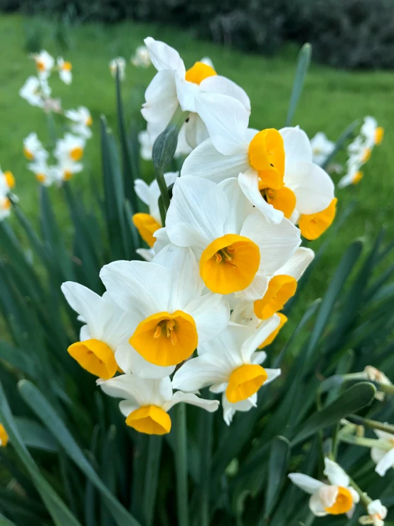 this is an image of a garden with some yellow and white flowers