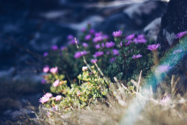 small purple flowers sitting next to a rock