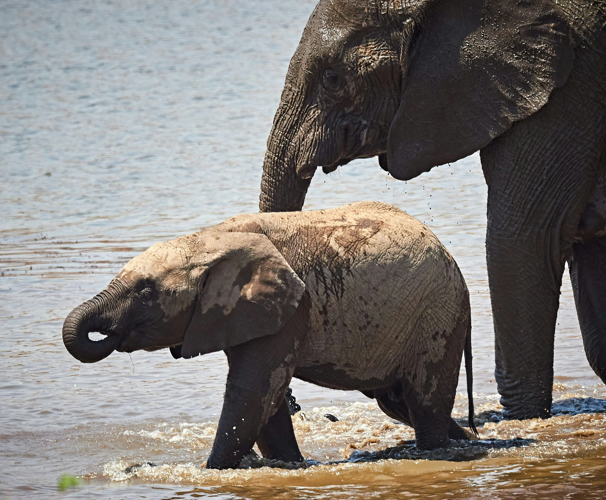 the adult elephant is watching the baby elephant