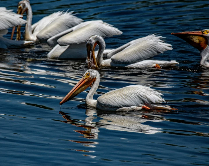 group of pelicans swimming in the water near one another