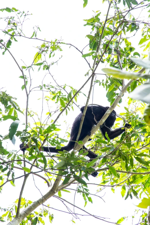 a monkey climbing on a tree nch near many leaves