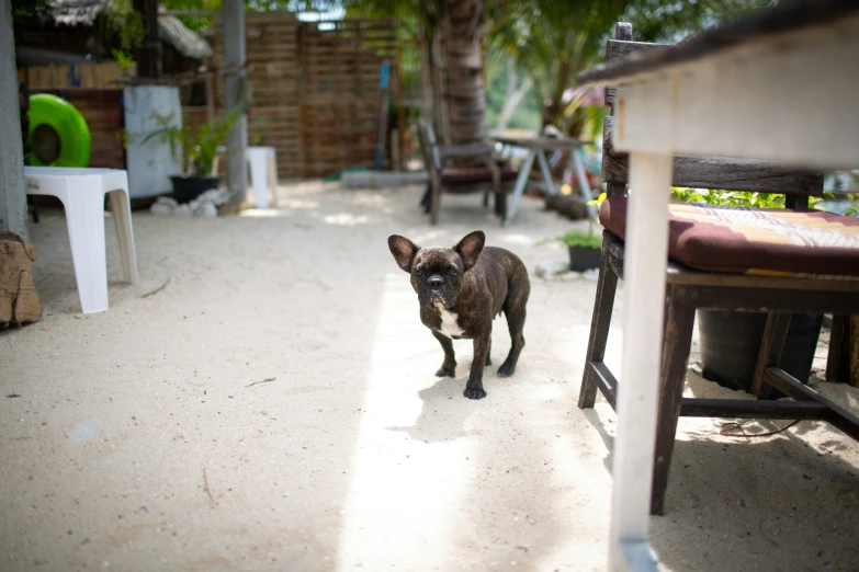 the small dog is walking down the street