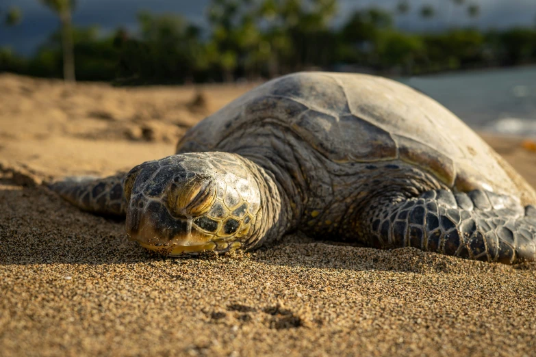 a turtle on the ground, looking at the camera